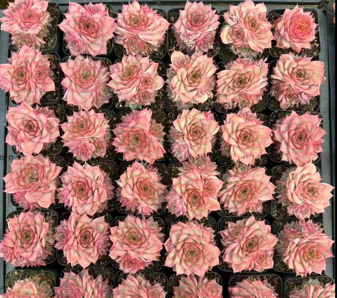 plant Aeonium Echeveria Haworthia  Caudex  Lithops Cactus  Agave 