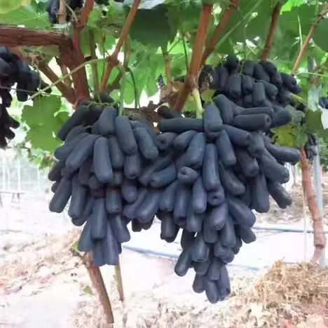 Sapphire Grapes Seeds