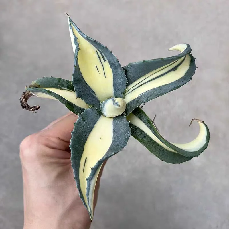 zwyw38.Agave americana f. mediopcita aurea 17cm/Agave plants / Succulent plants / Garden landscape / Carefully select healthy plants