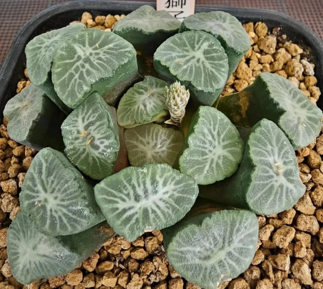 cy1.Haworthia maughanii 'Sisigami 3-4cm/ Haworthia/ Succulent plants / Garden landscape / Carefully select healthy plants