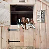 Goat"Like Someone Left The Gate Open"  - Vintage Metal Signs(8*12Inch/12*16Inch) - Farm