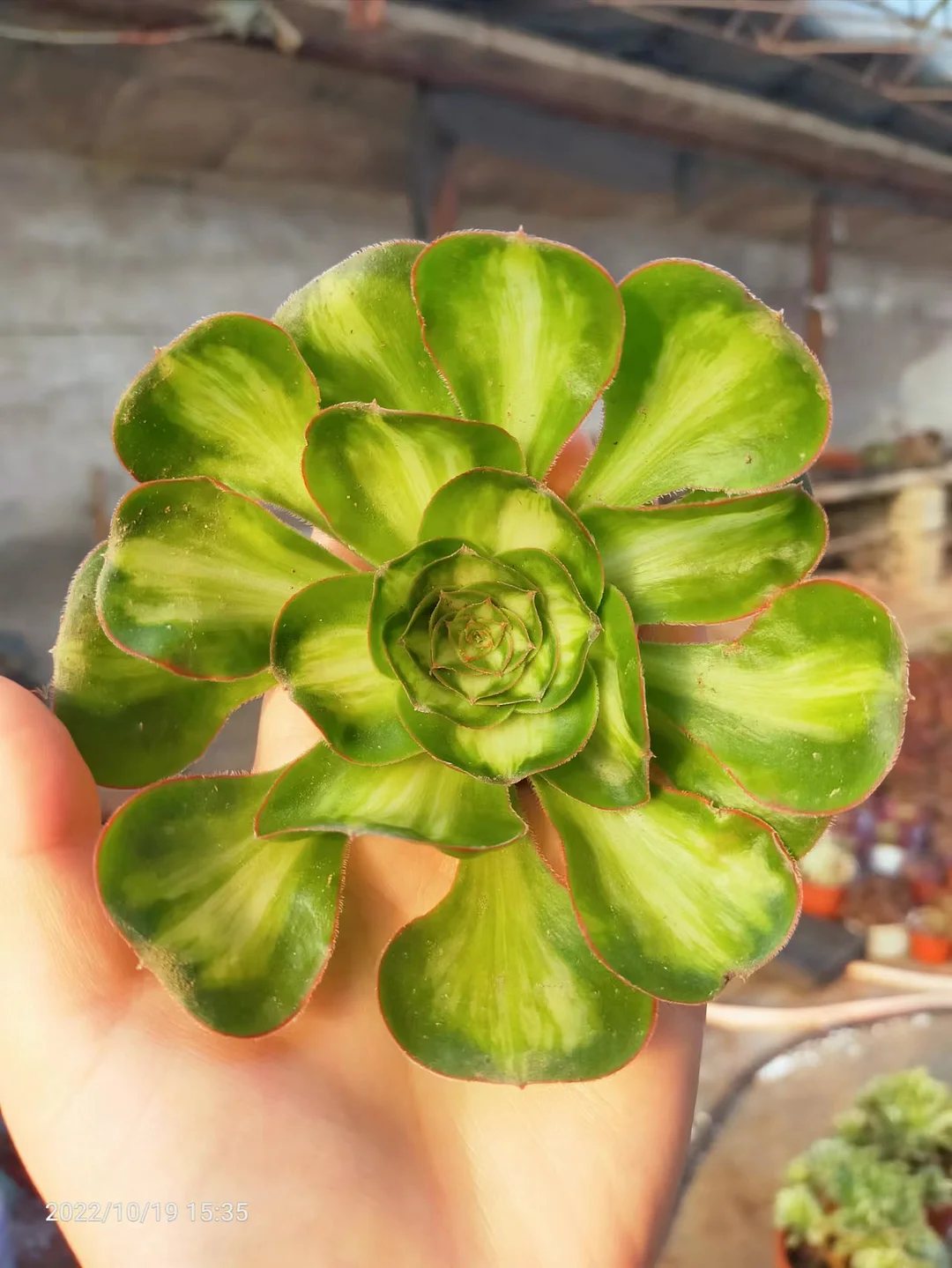 plant Aeonium Echeveria Haworthia  Caudex  Lithops Cactus  Agave 