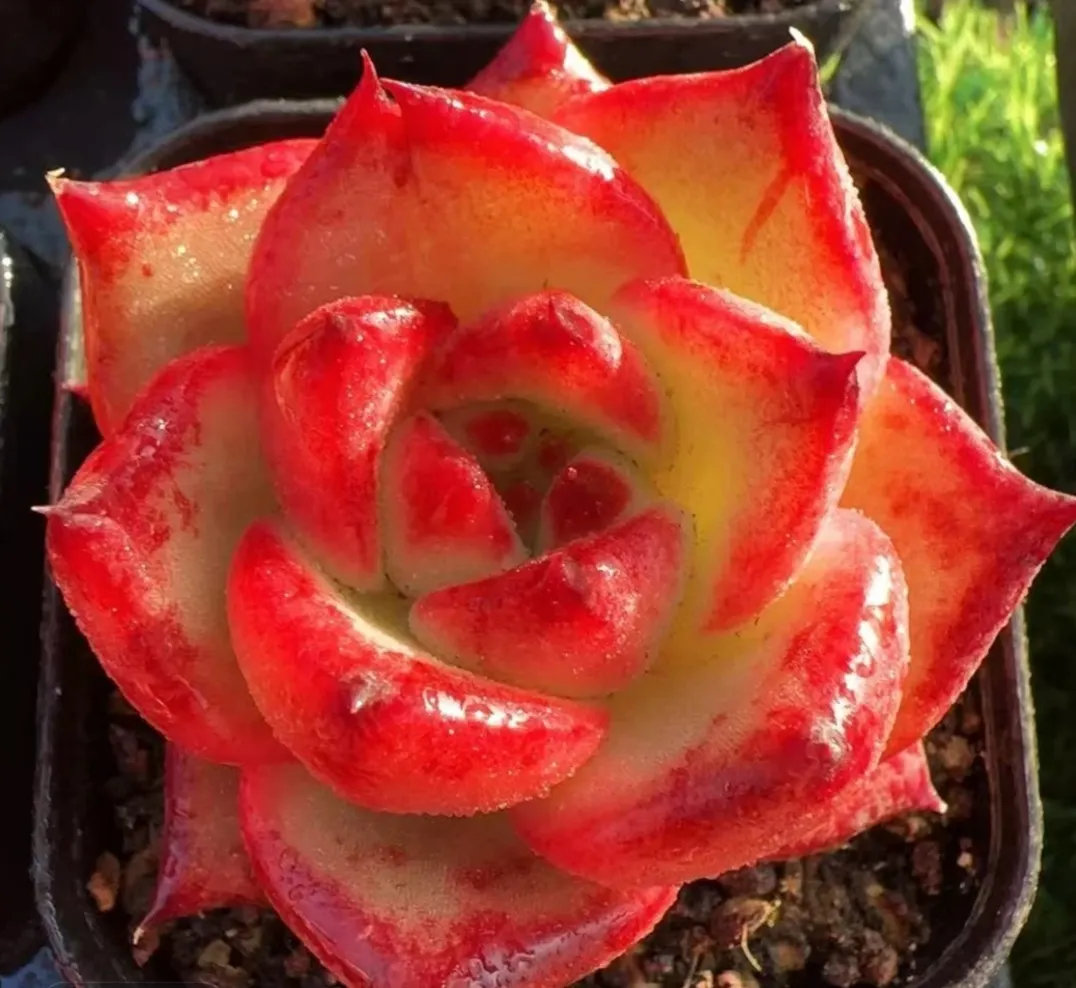 plant Aeonium Echeveria Haworthia  Caudex  Lithops Cactus  Agave 
