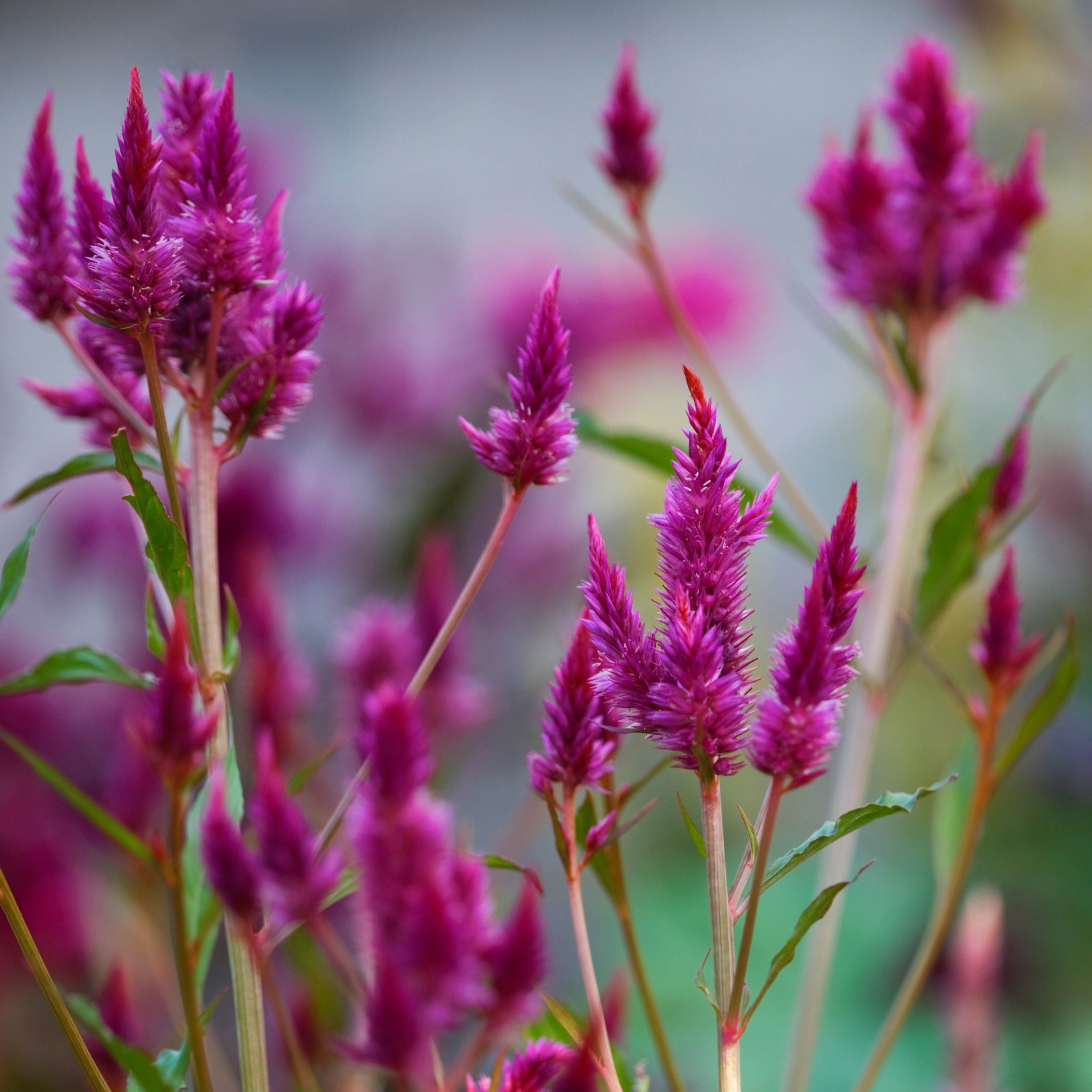 Celosia Parfait Roseberry Grass | X 30 Seeds