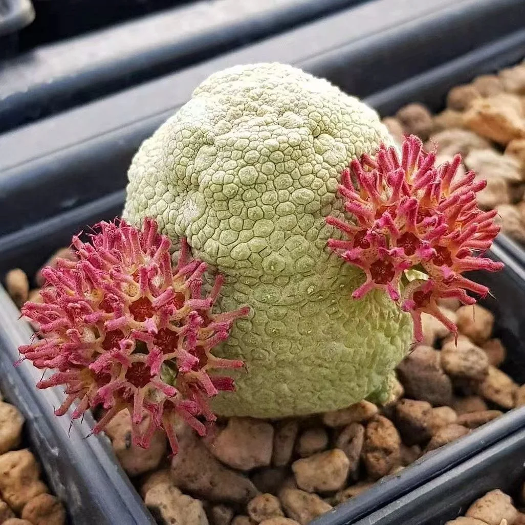 809.  Pseudolithos cubiformis   2-3cm / Caudex  / Succulent plants / Garden landscape / Carefully select healthy plants