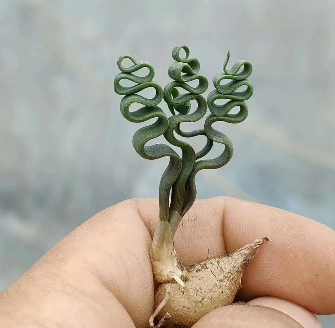 plant Aeonium Echeveria Haworthia  Caudex  Lithops Cactus  Agave 