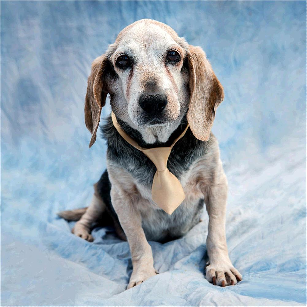 

Dog - Round Drill Diamond Painting - 30*30CM, 501 Original