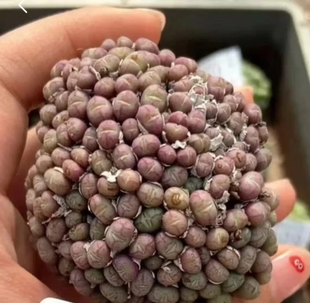 1173.Conophytum minusculum 7cmpot De-soil delivery / Lithops and Conophytum  /  Succulent plants / Garden landscape / Carefully select healthy plants