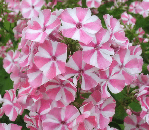 Home Garden Plants 100 Seeds Outdoor perennial PHLOX seeds,planting Phlox Flower Seeds