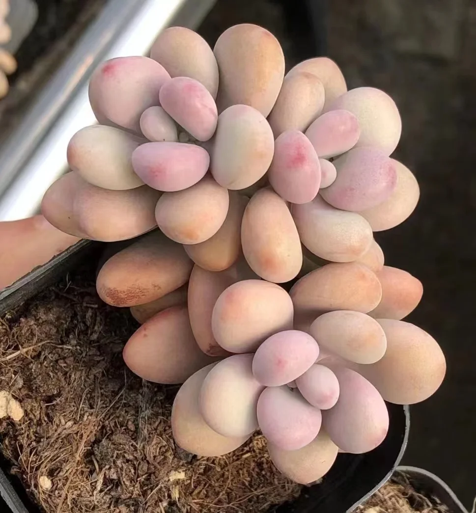 plant Aeonium Echeveria Haworthia  Caudex  Lithops Cactus  Agave 