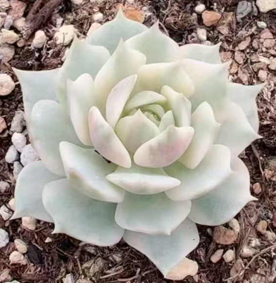 plant Aeonium Echeveria Haworthia  Caudex  Lithops Cactus  Agave 