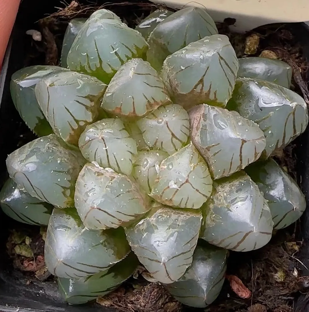 plant Aeonium Echeveria Haworthia  Caudex  Lithops Cactus  Agave 