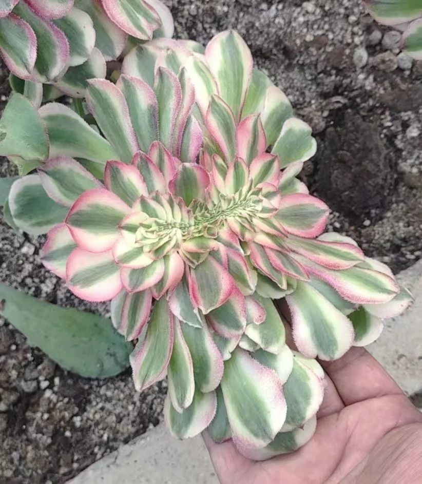 plant Aeonium Echeveria Haworthia  Caudex  Lithops Cactus  Agave 