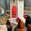 [US Local Warehouse] Chicken Oyster Shell Feeder and Grit Feeder Hanging Poultry Feeder (Red C)