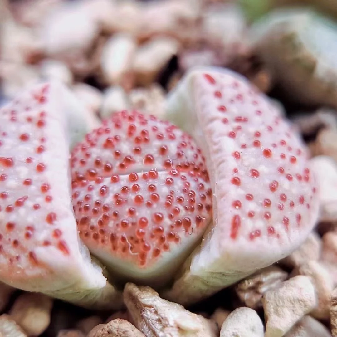 1079.  Lithops verruculosa Nel single head 1-1.5cm/ Lithops and Conophytum  /  Succulent plants / Garden landscape / Carefully select healthy plants