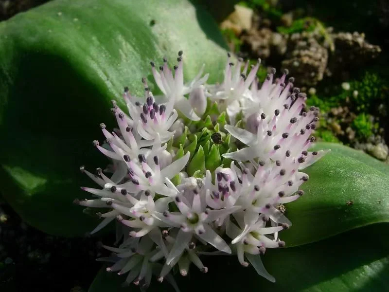 plant Aeonium Echeveria Haworthia  Caudex  Lithops Cactus  Agave 