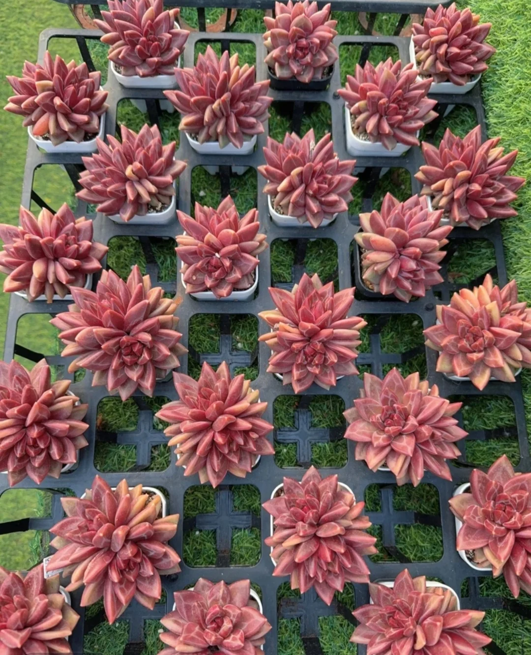 plant Aeonium Echeveria Haworthia  Caudex  Lithops Cactus  Agave 