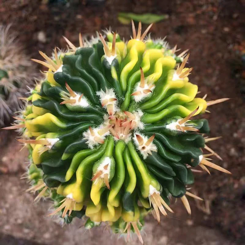 607.   Stenocactus Multicostatus brocade.  /Cactus plants /Succulent plants /  Garden landscape / Carefully select healthy plants