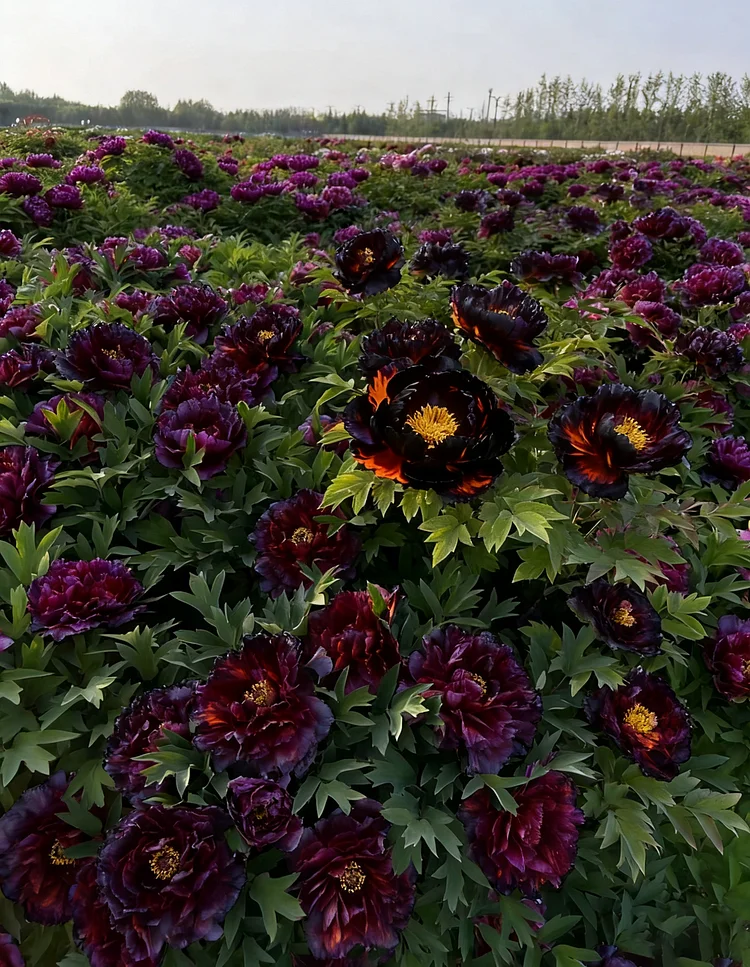 Peony flower growing inspiration