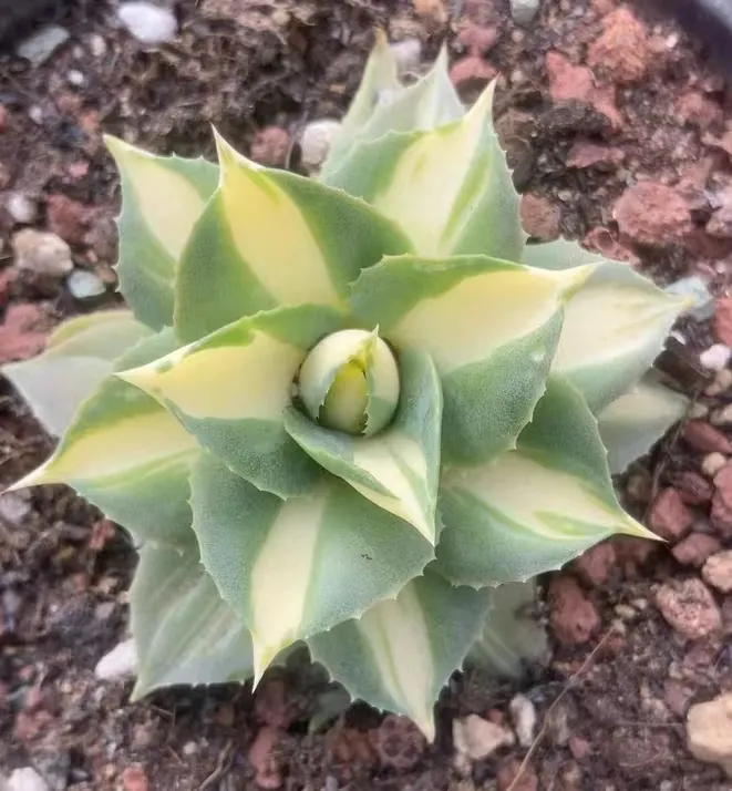 plant Aeonium Echeveria Haworthia  Caudex  Lithops Cactus  Agave 