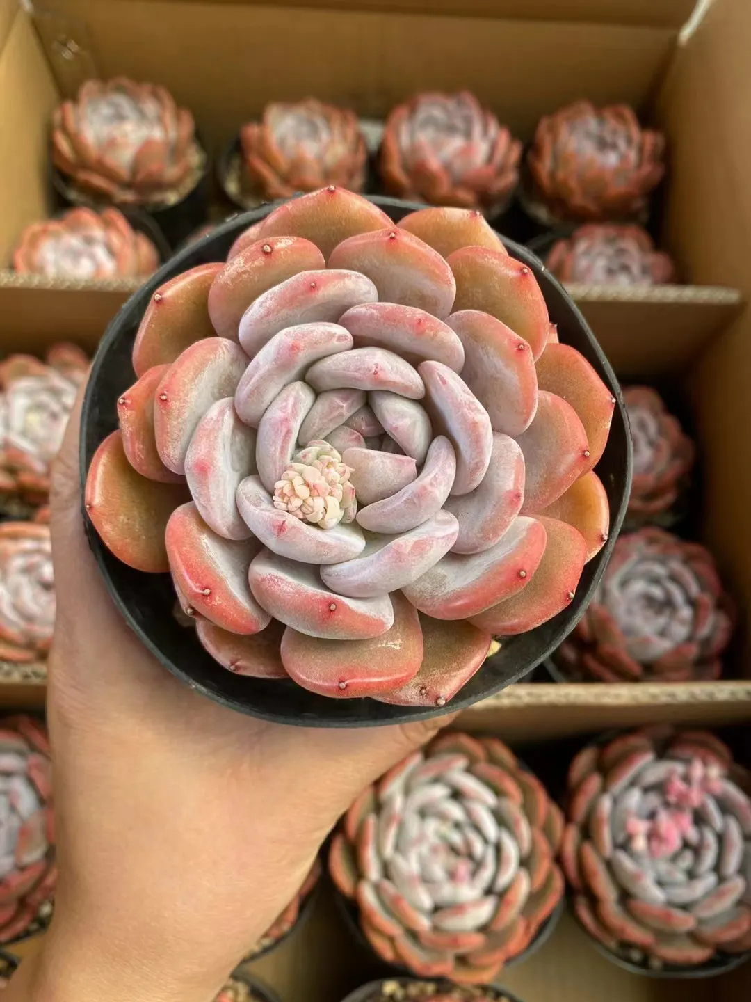 plant Aeonium Echeveria Haworthia  Caudex  Lithops Cactus  Agave 