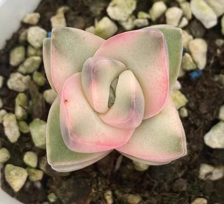 709.  Crassula Moonglow Variegate  single  head  3-5cm / Echeveria / Succulent plants / Garden landscape / Carefully select healthy plants