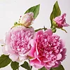 Real Touch Moisture Large 16cm Peony Luxe Artificial Flower