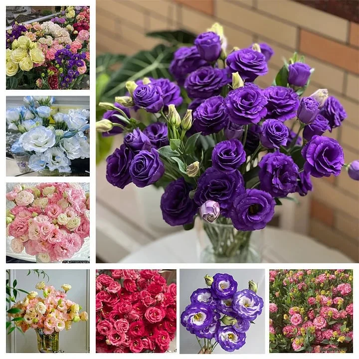 🌱12 Days Germination🔥Eustoma Thornless Rose💐Lisanthus Seeds