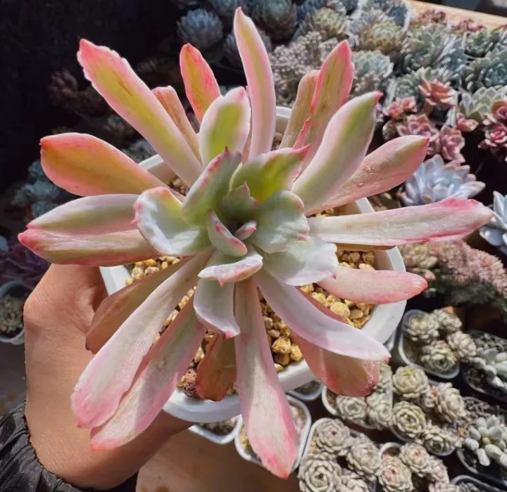 plant Aeonium Echeveria Haworthia  Caudex  Lithops Cactus  Agave 