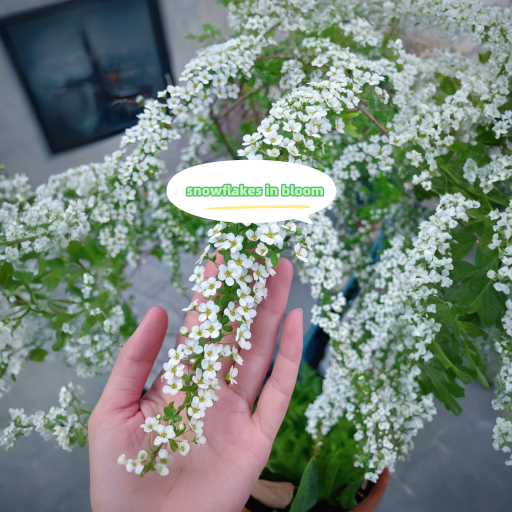 🌿Fontanesia fortunei—Spray snowflakes❄️