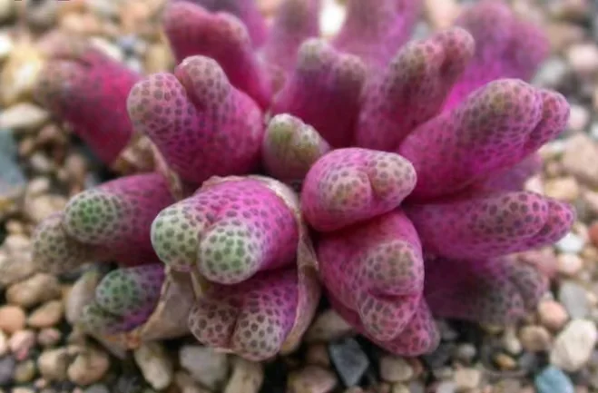 plant Aeonium Echeveria Haworthia  Caudex  Lithops Cactus  Agave 