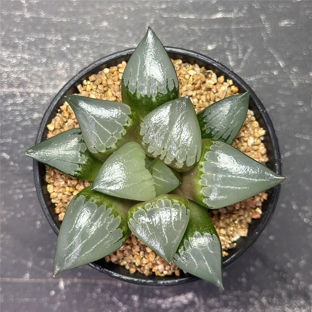 plant Aeonium Echeveria Haworthia  Caudex  Lithops Cactus  Agave 