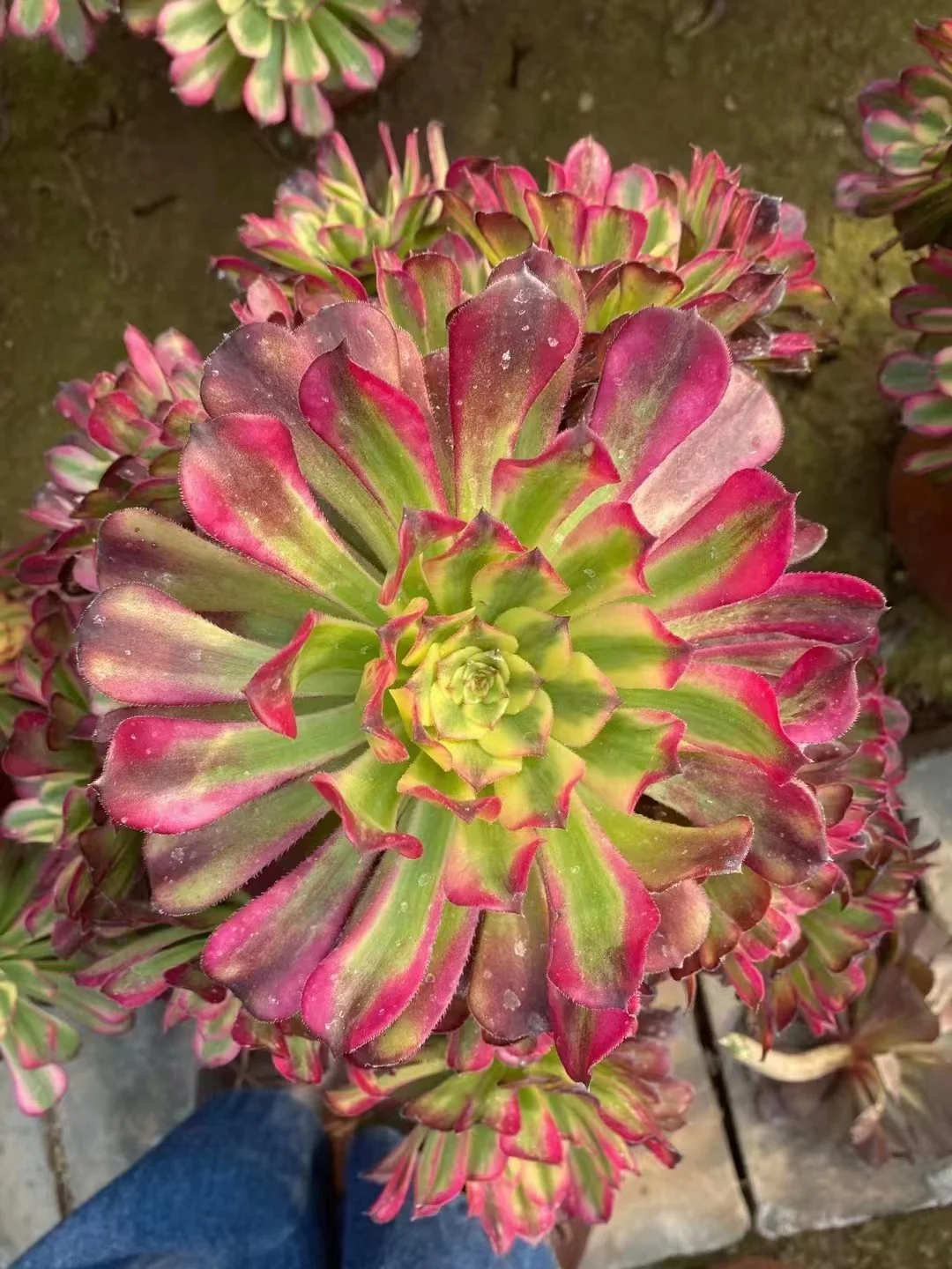 plant Aeonium Echeveria Haworthia  Caudex  Lithops Cactus  Agave 