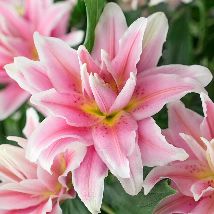 Oriental Perfume Lily Bulbs