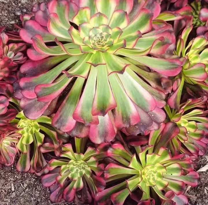 plant Aeonium Echeveria Haworthia  Caudex  Lithops Cactus  Agave 