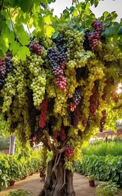 🌿Giant grape tree seeds: thin roots, large and seedless🍇