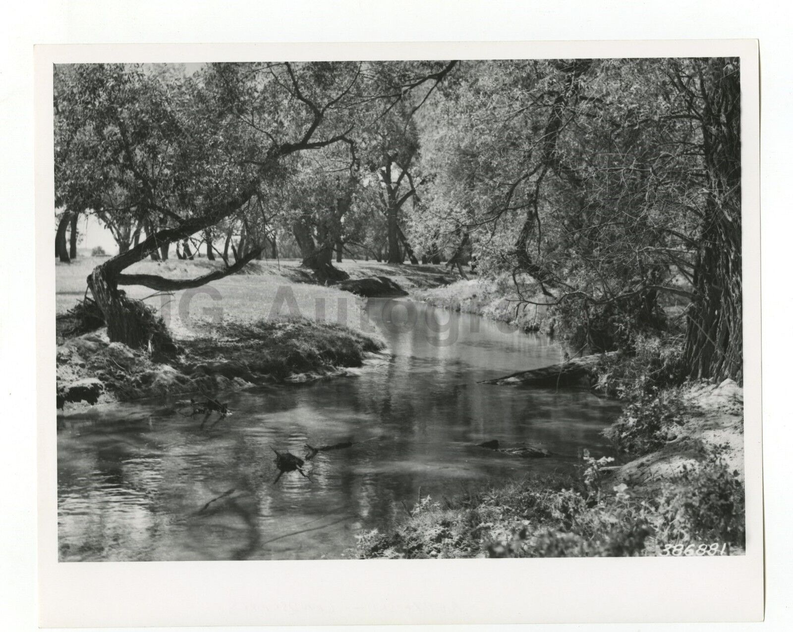 Nebraska History - Vintage 8x10 Photo Poster painting by Carl A. Taylor - Cottonwood - 1939