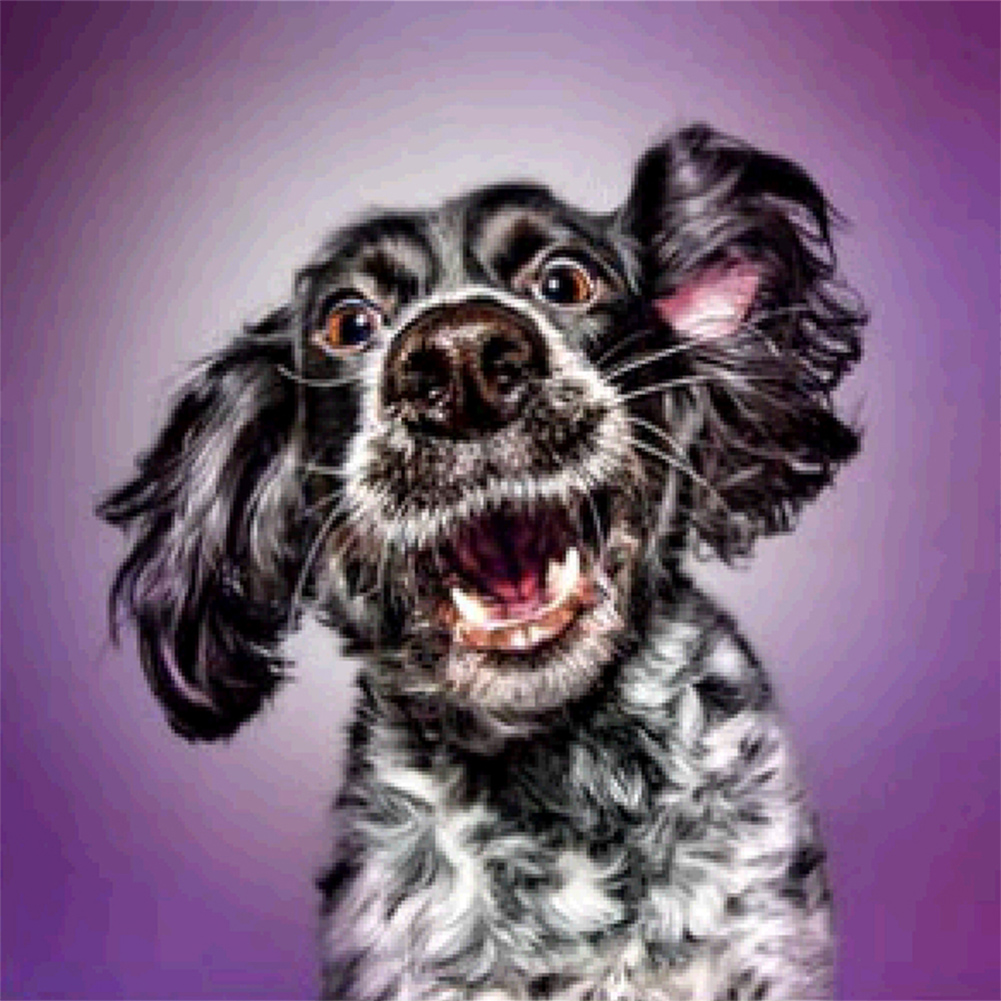 Dogs-Paint by Numbers-16"x16"/40x40cm