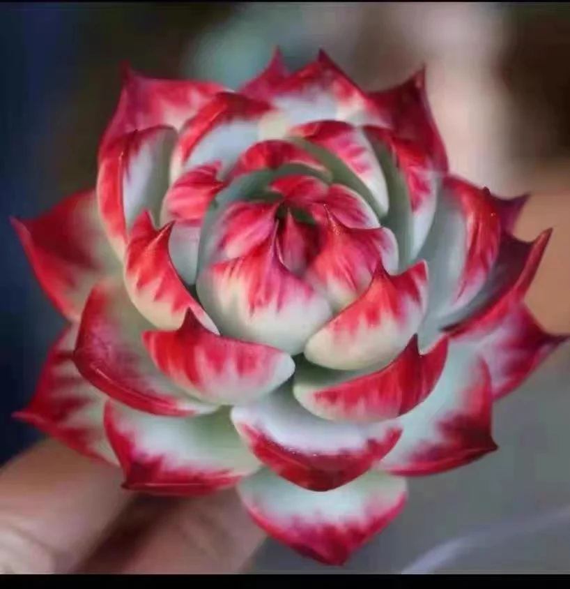 538. Echeveria  Surprising Fairy.  single head 4-5cm /Echeveria / Succulent plants / Garden landscape / Carefully select healthy plants