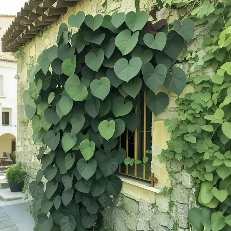 🌱Exotic Rare Leaf Seeds🏡Transform Your Garden into a Masterpiece