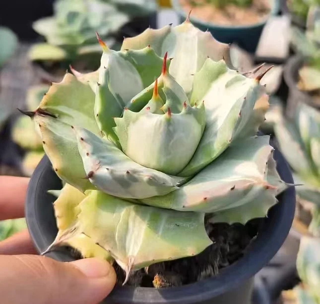 641.  Agave potatorum var has roots 5-6cm /Agave plants  /Succulent plants/ Garden landscape / Carefully select healthy plants