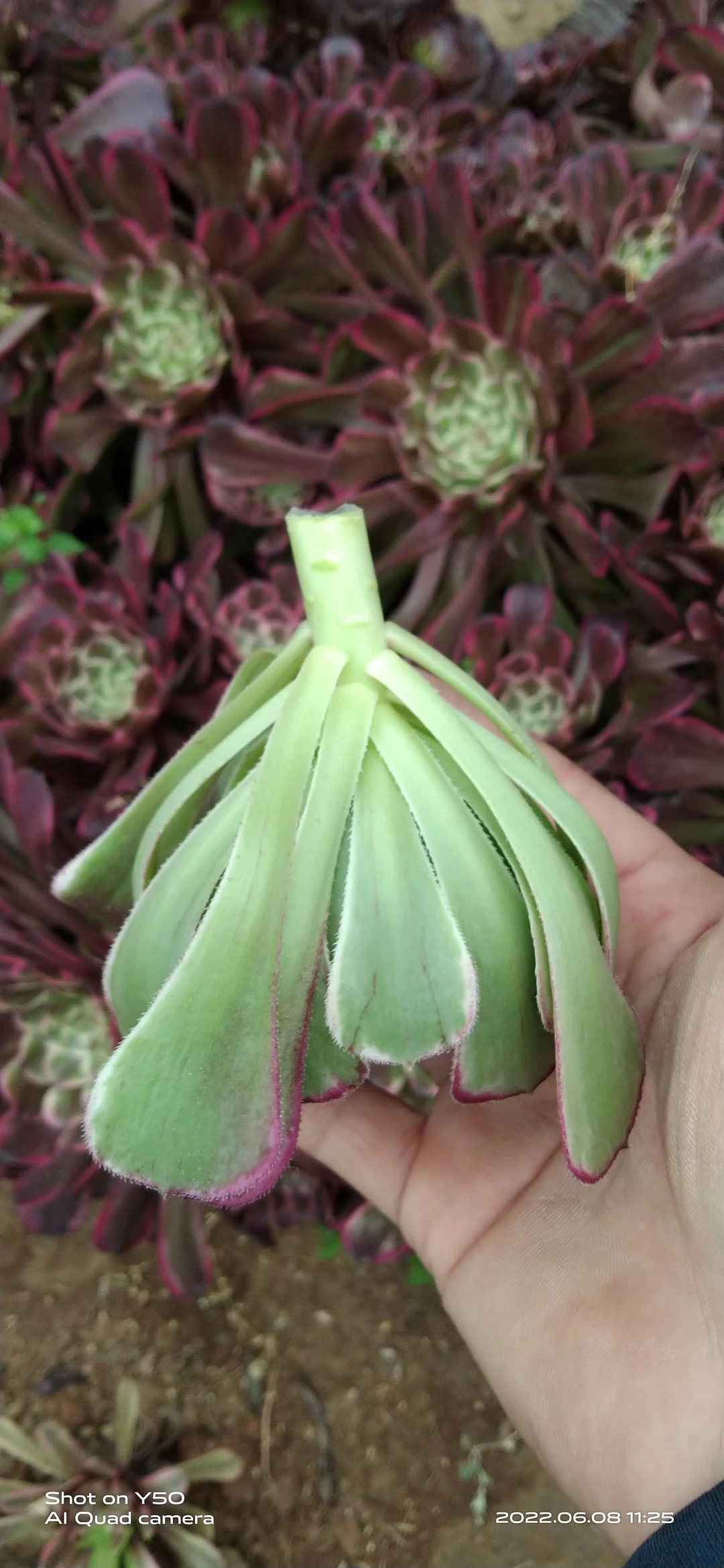 plant Aeonium Echeveria Haworthia  Caudex  Lithops Cactus  Agave 