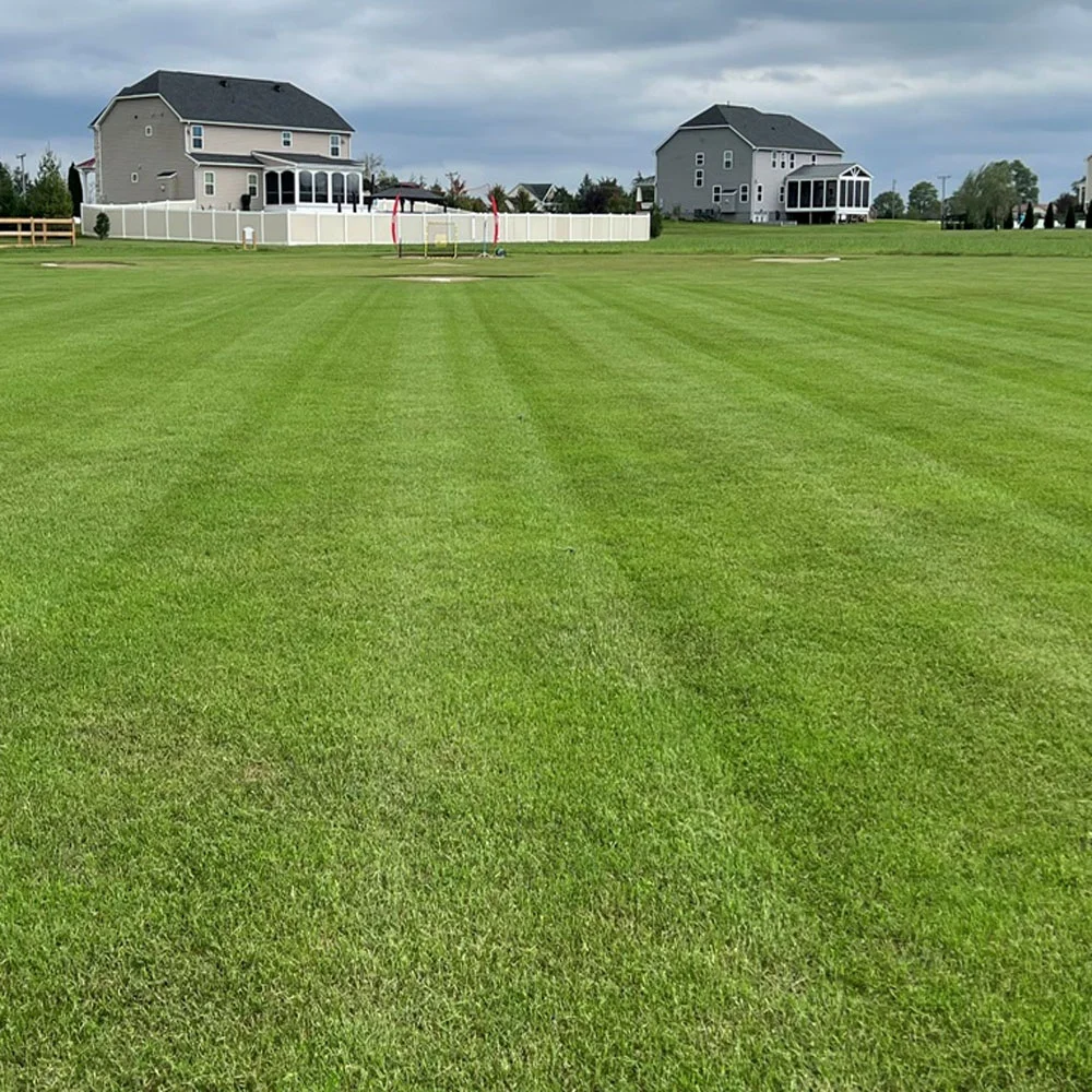 Blackjack II Maya Bermuda Grass Seed