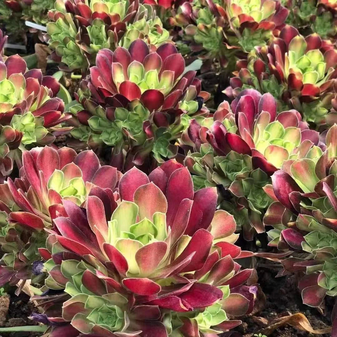 plant Aeonium Echeveria Haworthia  Caudex  Lithops Cactus  Agave 