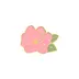Pink Dream Flower
