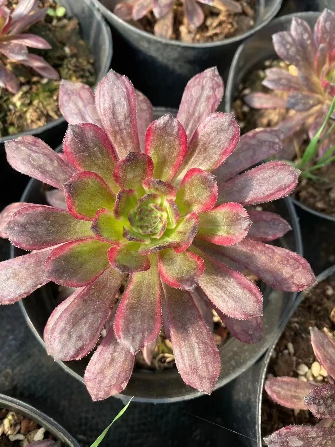 plant Aeonium Echeveria Haworthia  Caudex  Lithops Cactus  Agave 