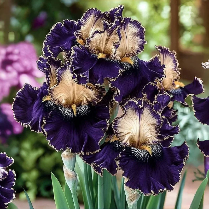 Violet💜-Rare Iris Bulbs⚜️