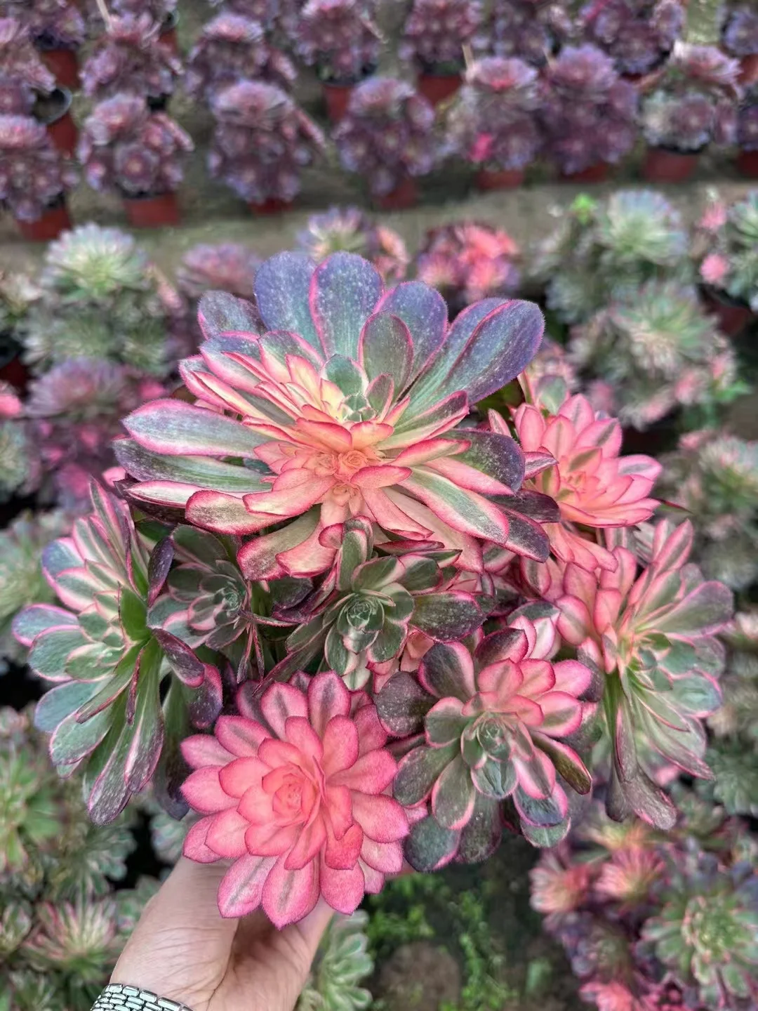 plant Aeonium Echeveria Haworthia  Caudex  Lithops Cactus  Agave 