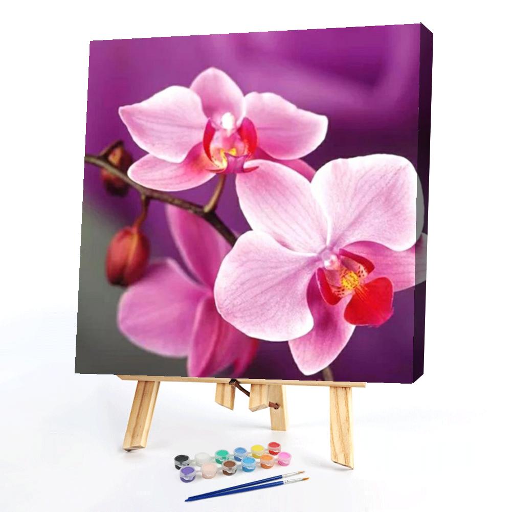 

40*40CM - Paint By Numbers - Phalaenopsis, 501 Original