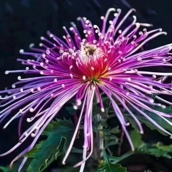 Beautiful Rare Golden Daisy Jonyparkseed®